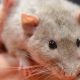Rats can dance, most at 120-140 BPM, study shows